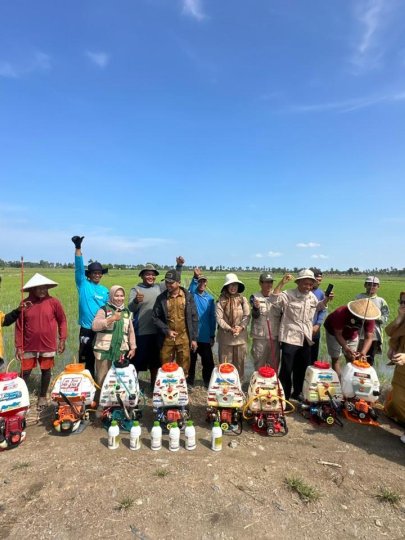 Kementan Gaspol Tangani Hama Padi di Pinrang, 5.000 Hektare Diselamatkan