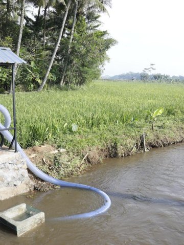 Pompanisasi dan Pupuk Terjaga, Petani Tetap Produksi di Tengah Kemarau