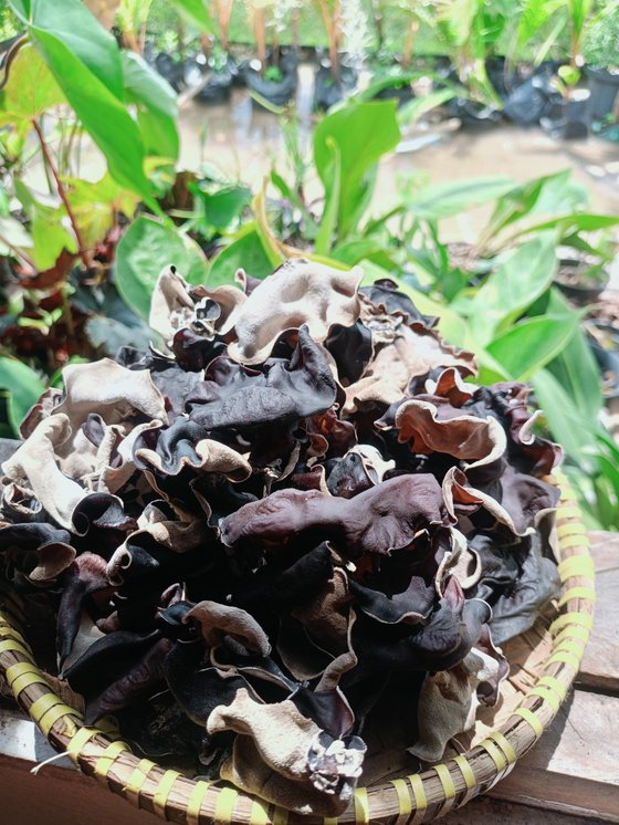 Jamur kuping Kering Premium