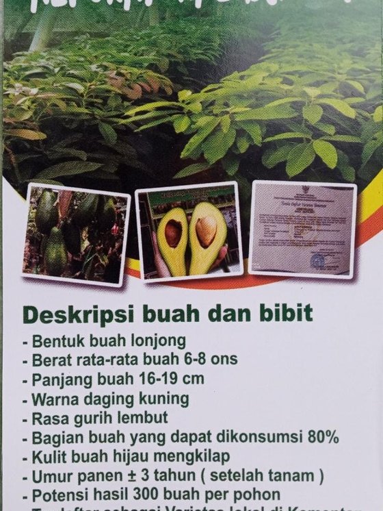 BIBIT ALPUKAT KALIBENING